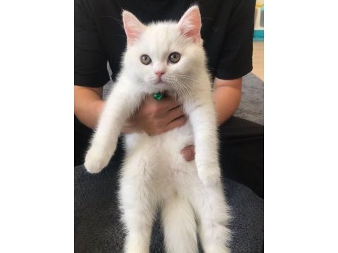 2.5 aylık british longhair kızımız