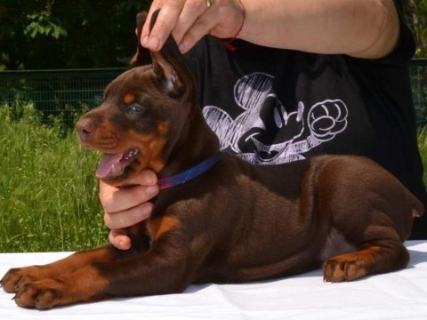 Safkan doberman yavrular