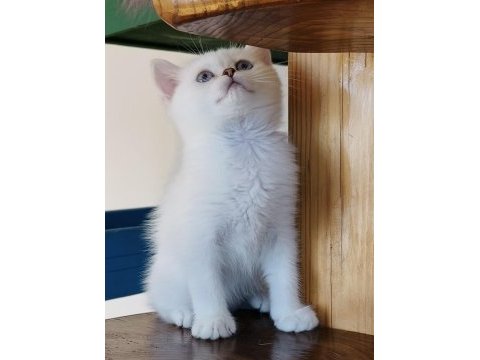 Scottish straight shorthair bs11 33 erkek