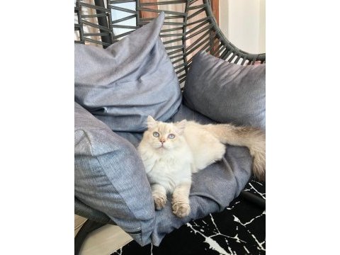 Maviş gözlü longhair oğlumuz british longhair