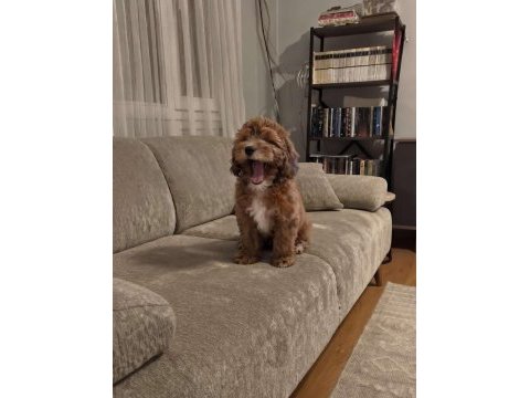 Irk & sağlık garantili sevimli maltipoo