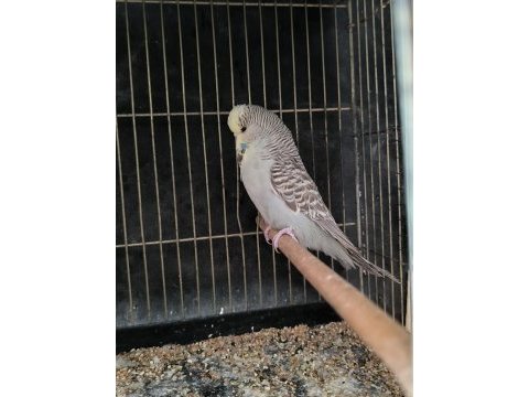 Yavru yumurta görmüş show jumbo dişi muhabbet kuşu