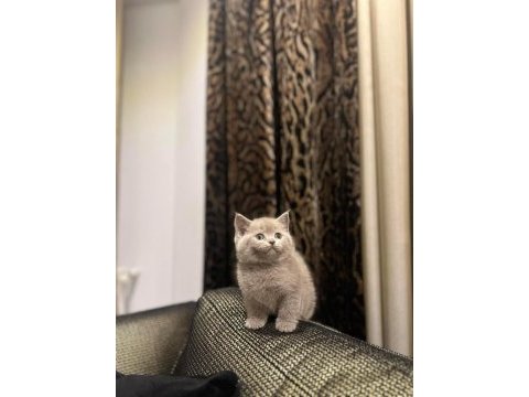British shorthair lılak yavrularım 