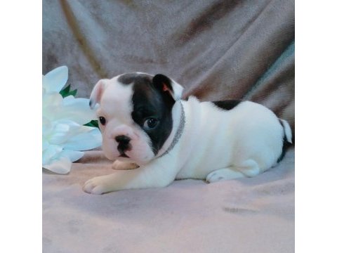 French bulldog yavruları