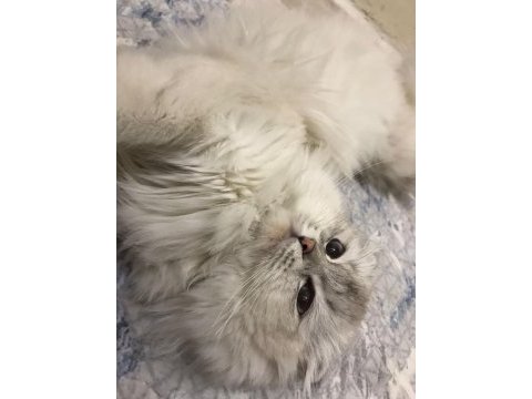 Scottish fold dişi 12 aylık