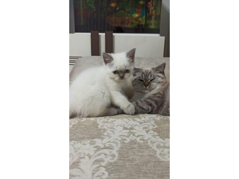 Prensesimiz dişi blue point british shorthair