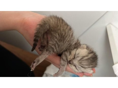 British longhair birbirinden güzel bebekler