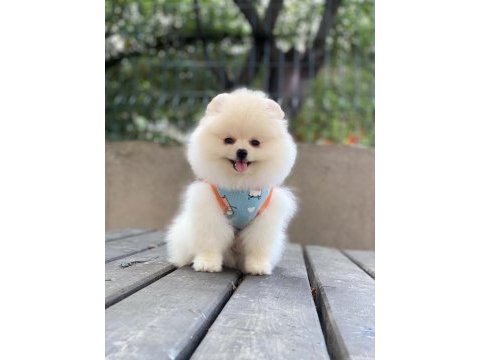 Pomeranian