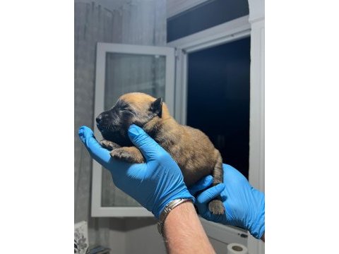 Şecere belgeli a kalite malinois yavruları