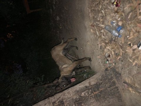 7 aylık eğitim almış belçika kurdu dişi