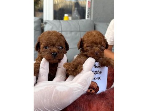 Kore toy poodle yavrularımız 