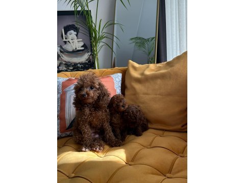 Ev doğumu kore poodle bebekler