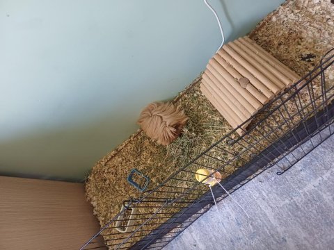 Ücretsiz sahiplendirme ginepig