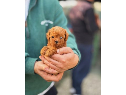 Toy-teacup poodle