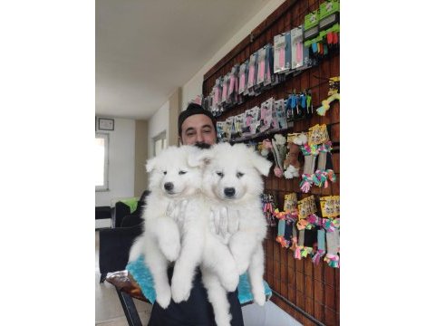 Ayi yavrusu samoyed a kalite ırk