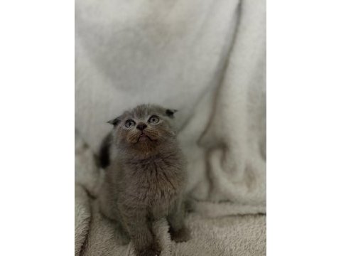 Safkan scottish fold