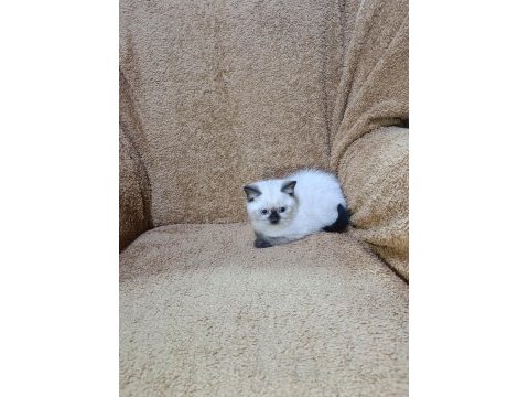 British shorthair çikolata point kızımız