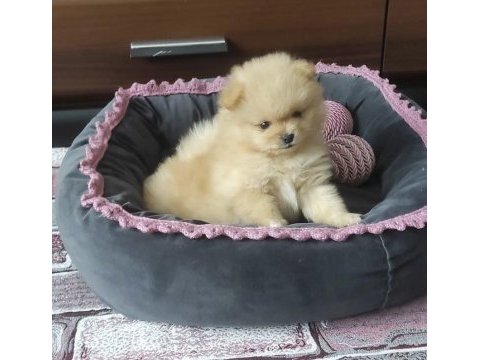 Pomeranian yavruları
