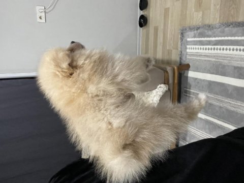Wc eğitimli güzel anatomili bir yavru pomeranian