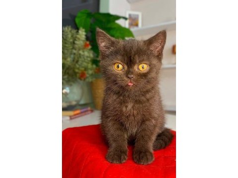 Çikolata bebek british shorthair