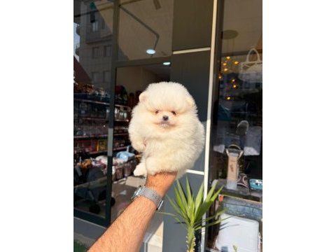 Pomeranian boo yavrumuz