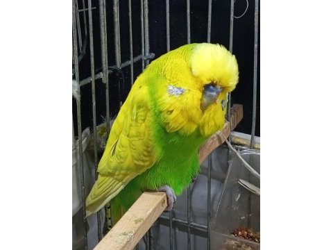Yavrulu şov jumbo muhabbet kuşu