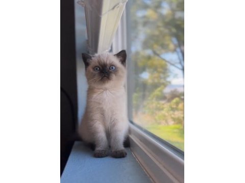 Şık çikolata point british shorthair