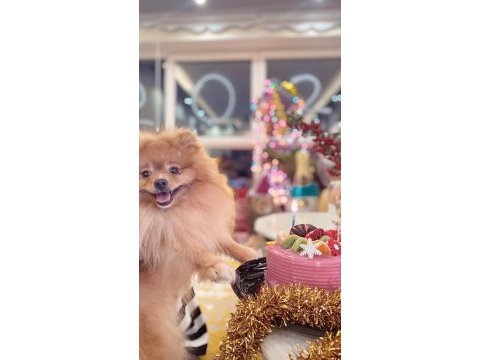 Acil ücretli sahiplendirelecek pomeranian boo