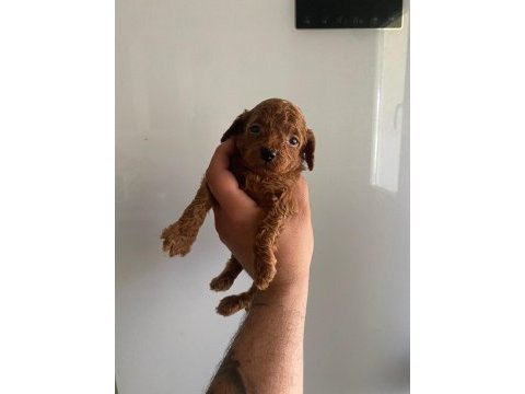 Kilo garantili toy poodle ve kore yavrularımız