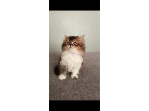 2 aylık british longhair yavrular sahiplerini bekliyor