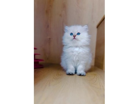 Mükemmel kalite british longhair yavrular