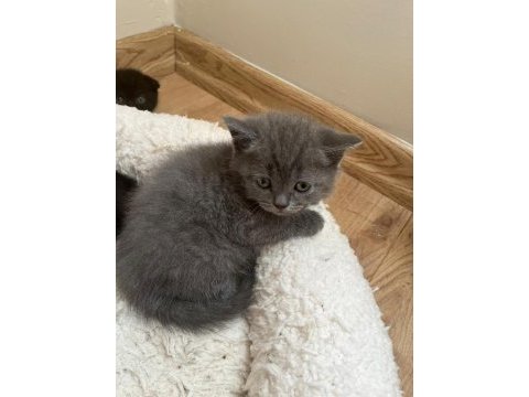 Kendi kedimin scottish fold yavruları
