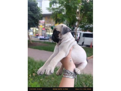 Çiş pedi eğitimli erkek pug bebek