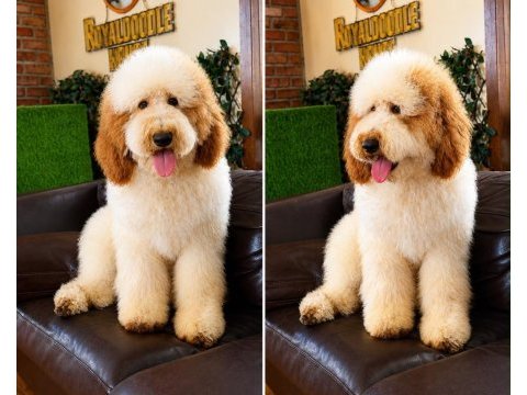 Dev poodle yavruları