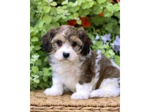 Morkie yavrularımız kahverengi beyaz