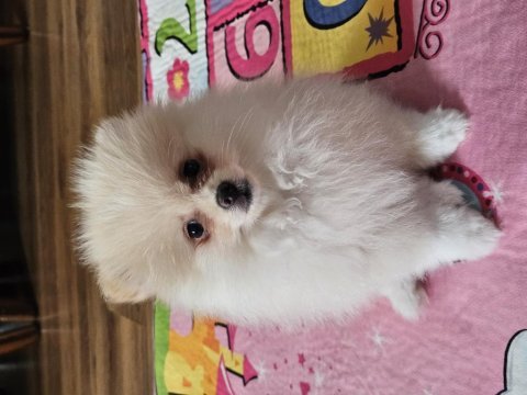 Pomeranian boo yavrularımız