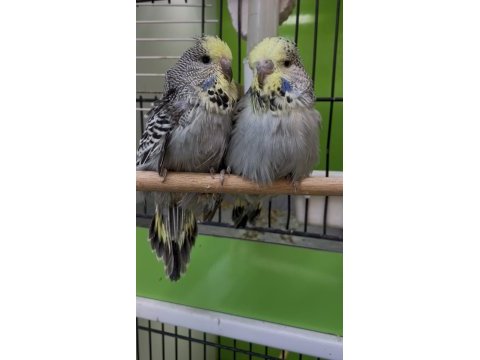 Show jumbo muhabbet kuşu