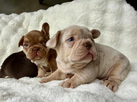 French bulldog yavrularım