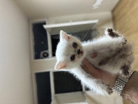 Çok güzel yavrular ve anne british shorthair