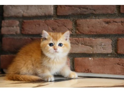 British shorthair acil yuvasını arıyor