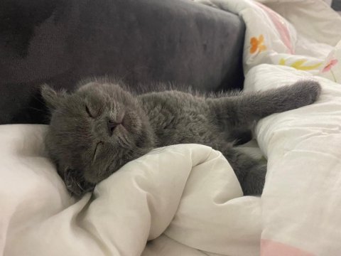 2.5 aylık scottish fold duman
