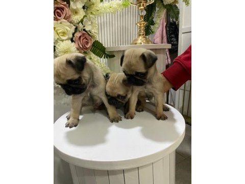 A kalite 50 günlük erkek ve dişi pug mops bebekler