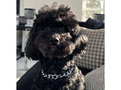 8 aylık aşıları tam safkan toy poodle