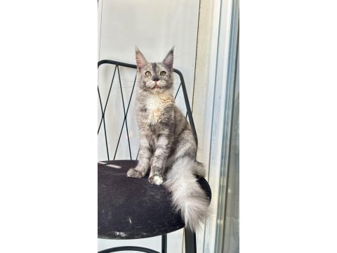 Dev prenses gloria maine coon