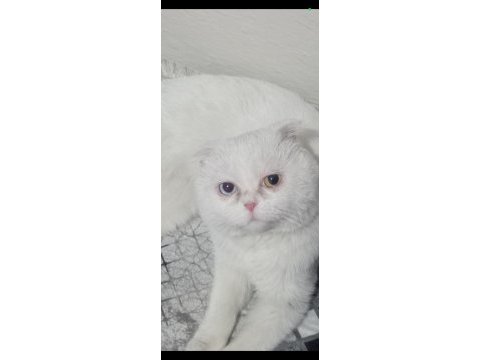 Scottish fold kedimiz 1 yaşında