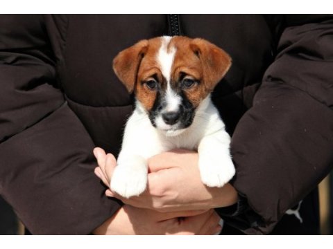 Fcı (kıf) şecereli kısa tüy jack russell yavrularımız