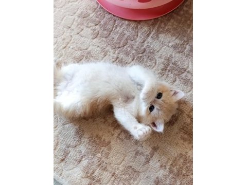 Cy 12 dişi yavru british shorthair