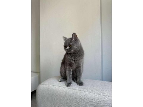 Gri british shorthair cinsi kedimize yeni yuva arıyoruz