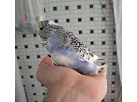 Renk güzeli parçalı bebek muhabbet kuşu
