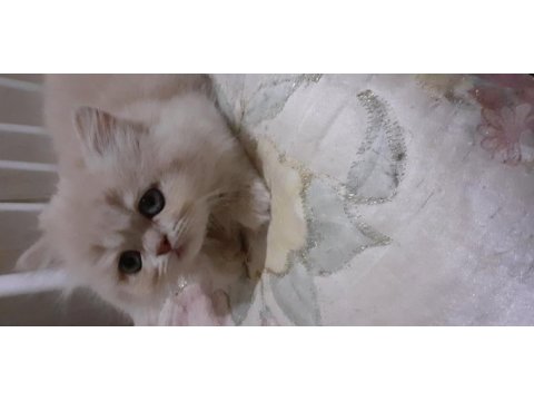 Safkan iran kedi yavrusu